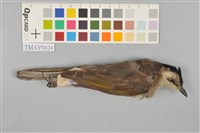 藏品(烏頭翁)的圖片